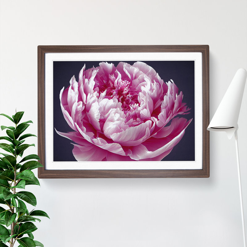 Astonishing Peony Flower - Single Picture Frame Print, 46cm H x 64cm W, Brown