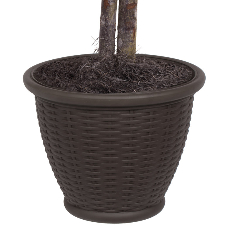 36'' Artificial Ficus Tree in Basket, Brown