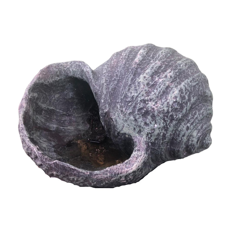 Conch Shell