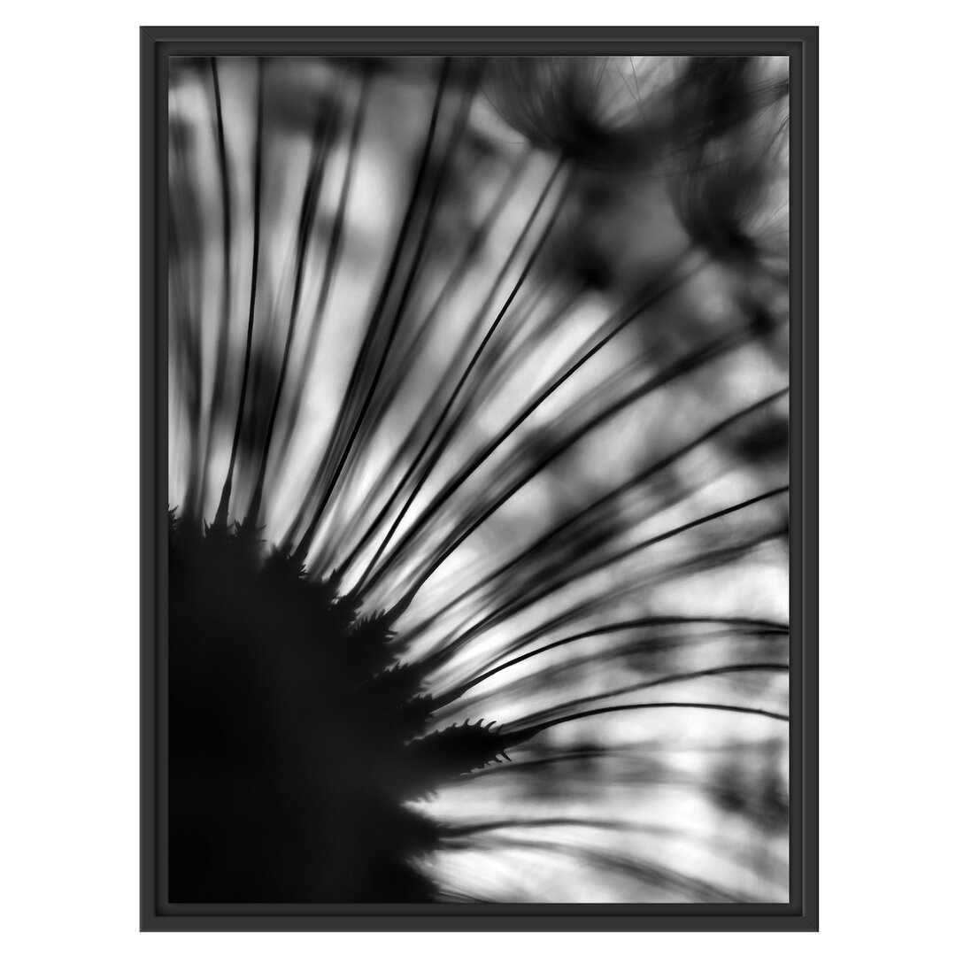 Gerahmtes Wandbild Pusteblume Schwarz-Weiss