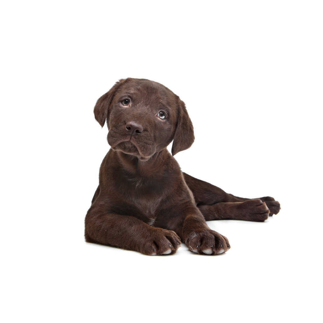 Chocolate Labrador Puppy - Wrapped Canvas Print