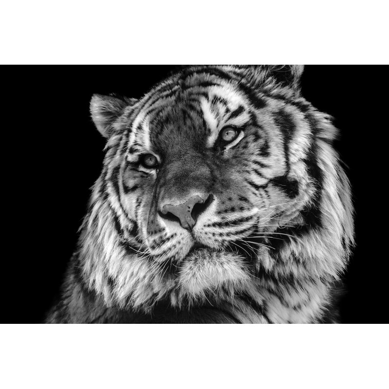 Tiger Face - Wrapped Canvas Print, 30cm H x 46cm W x 3.8cm D