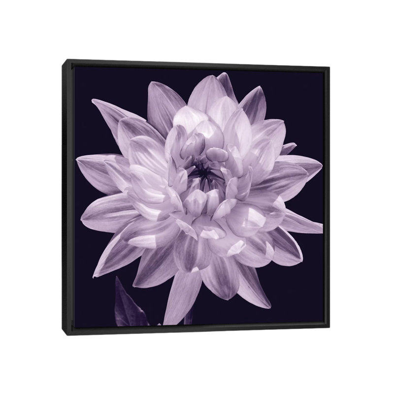 « white dahlia i », impression sur toile, H 18 po x l 18 po x p 1,5 po, Toile avec cadre noir, Pas de tapis