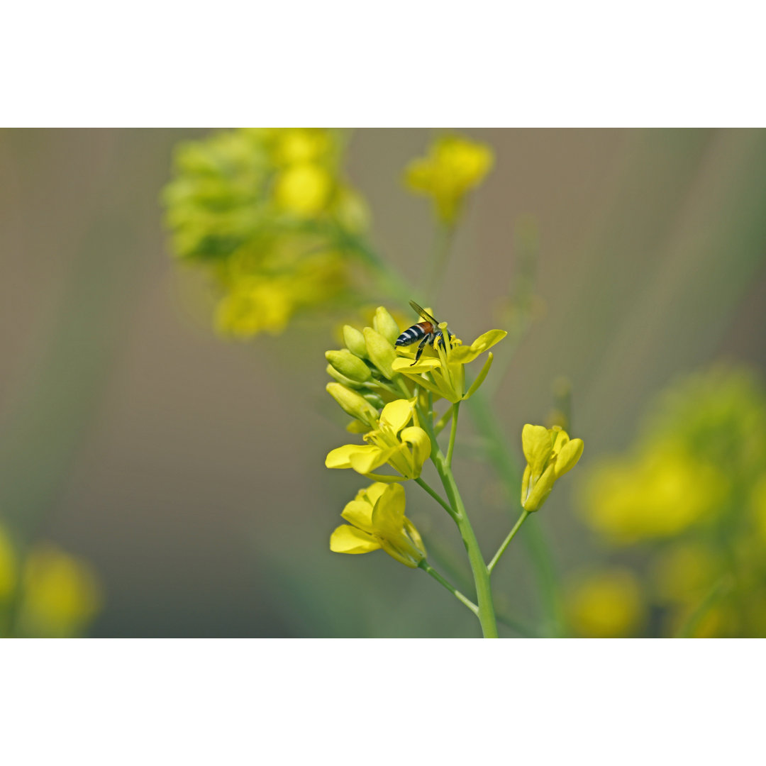 Apis Mellifera - Drucken