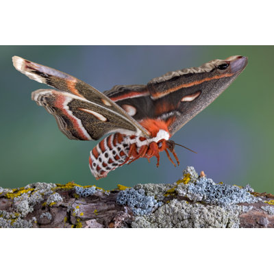 " Cecropia Moth " by Cathykeifer