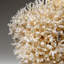 Genuine Birds Nest Coral (4 Lbs)