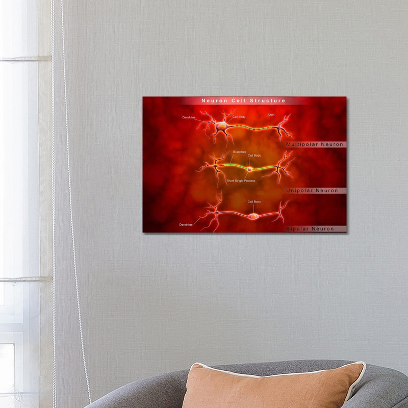 «Anatomy Structure of Neurons» par Stocktrek Images - impression sur toile tendue, H 18 po x l 26 po x P 1,5 po