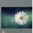 'Wood Series: A Daisy' Canvas Wall Art-24714590
