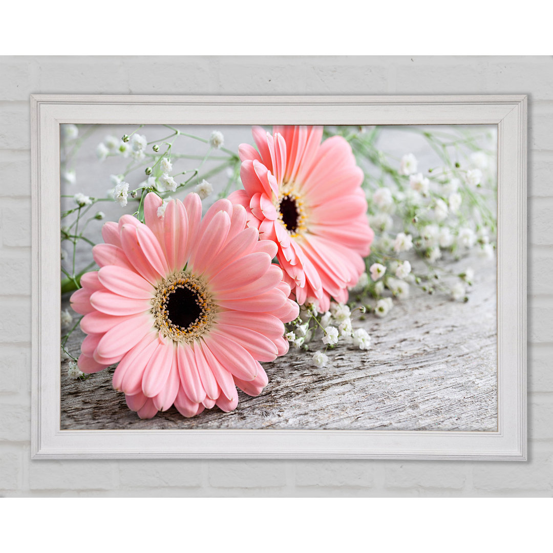 Rosa Gerbera Laying Down Close Gerahmter Druck