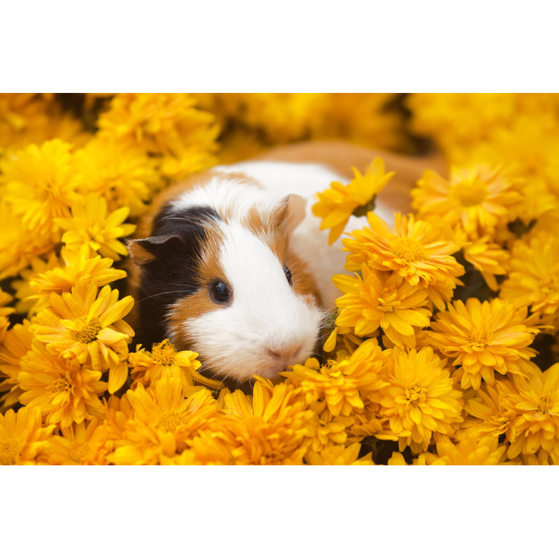 Guinea Pig Sitting by Undefined Undefined - Wrapped Canvas Print, 51cm H x 76cm W
