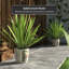 Satsuma Ceramic Planter-1963310353