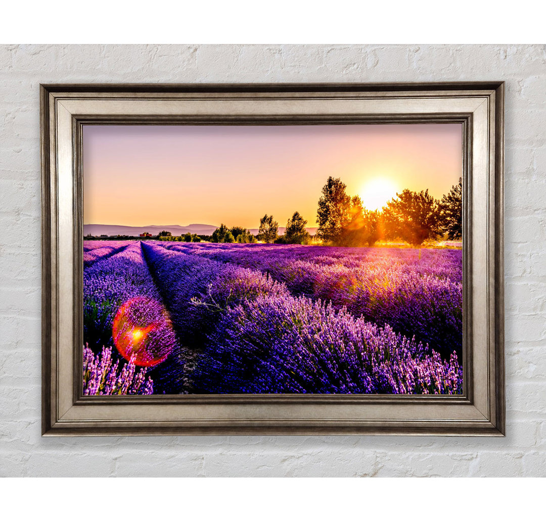 Sunflare Over The Lavender - Einzelner Bilderrahmen Kunstdrucke