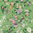 Chinese Green/Lotus Pink