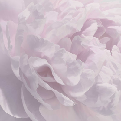 Floral abstrait mauve clair