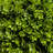 90cm Faux Moss Topiary in Cement Pot