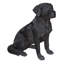 Statue Noble Labrador assis-1866029696