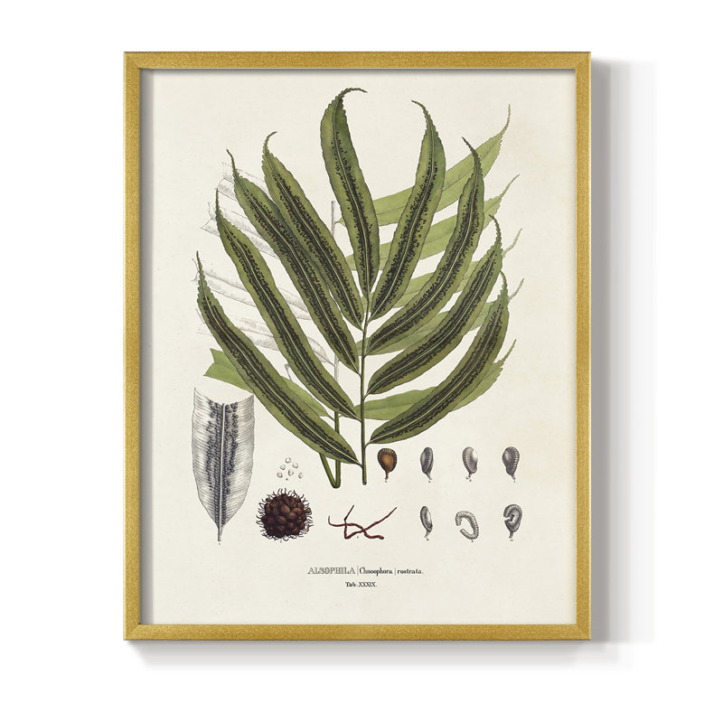 «Botanical Society Ferns II», reproduction encadrée - bois massif, H 14 po x l 11 po