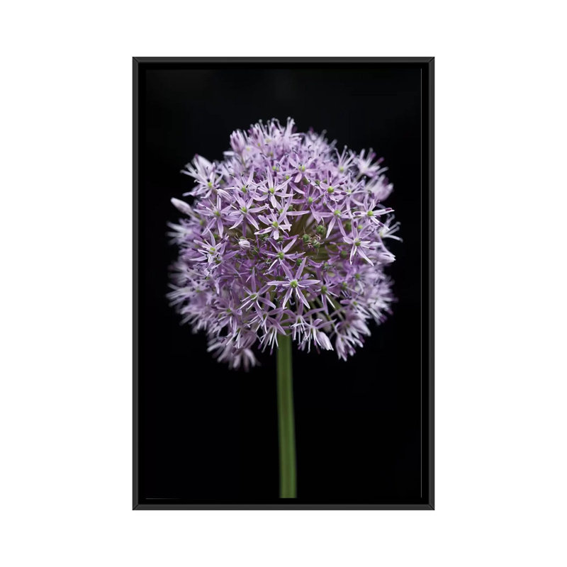 « allium floral », impression sur toile, H 26 po x l 18 po x P 1,5 po, Toile avec cadre noir, Pas de tapis