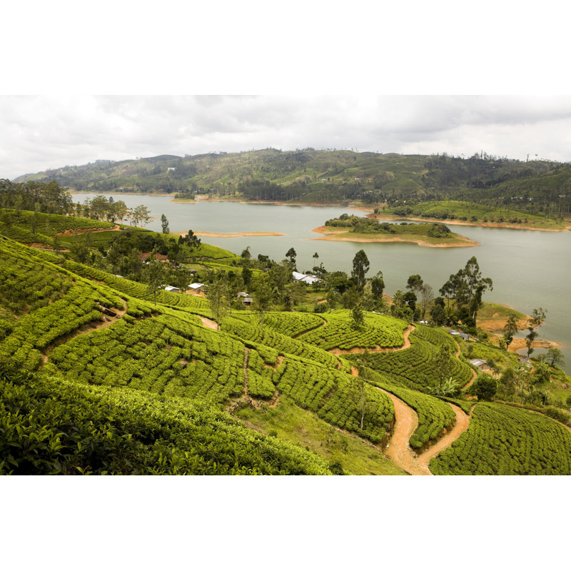 Organic tea crop plantation sri lanka, 51cm H x 76cm W