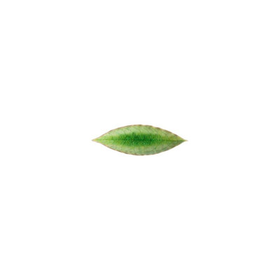 Costa Nova Riviera Stoneware Condiment Server