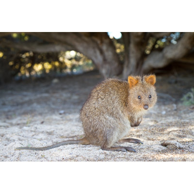 Bébé Quokka (Setonix Brachyurus) sur l'île de Rottesth, Australie-occidentale - Photographie sur toile tendue