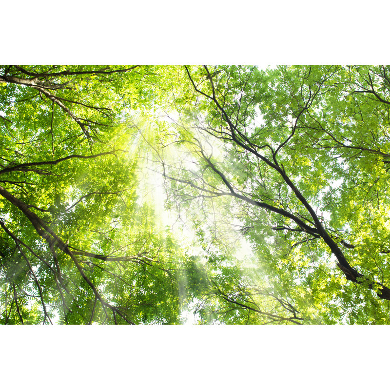 Sunshine And Tree by Long8614 - Wrapped Canvas Print, 61cm H x 91cm W x 3.8cm D