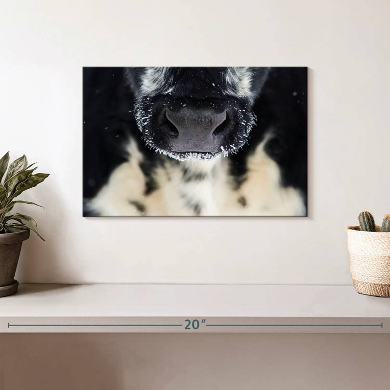 Brampt Cow Nose, 8" H x 12" W