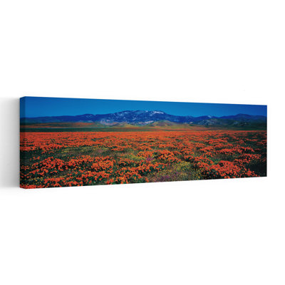Champ, coquelicots, Antelope Valley, Californie, États-Unis