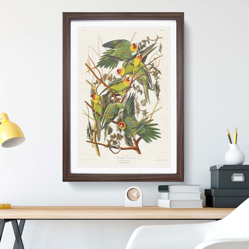 Carolina Parrots by John Audubon - Picture Frame Painting Print, Walnut Framed, 65cm H x 48cm W x 2cm D