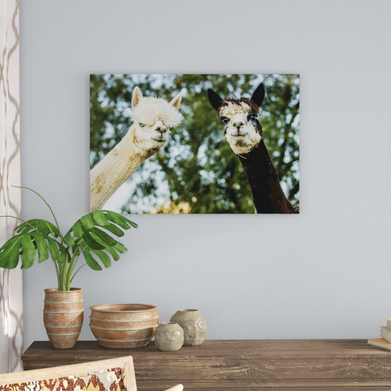 Alpaca Portrait III by Tyler Stockton - Wrapped Canvas Photograph, 61cm H x 91cm W, Wrapped Canvas