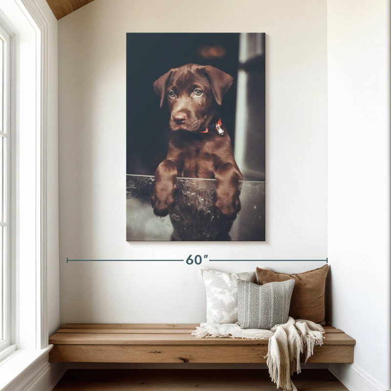 Chiot labrador Brampt chocolat, H 48 po x l 32 po