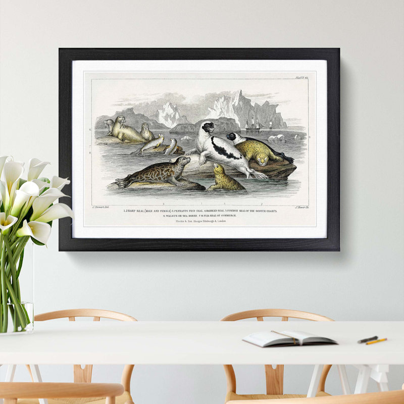 Seal Illustration by Oliver Goldsmith - Picture Frame Painting Print, 27cm H x 36cm W x 2cm D, Black Framed