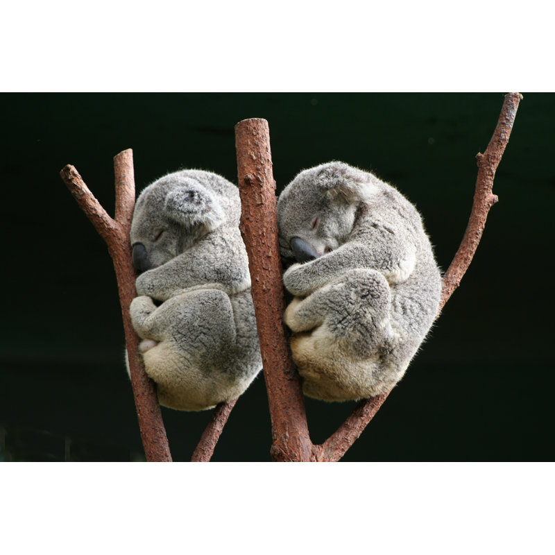 Koala Together - Wrapped Canvas Print, 81cm H x 122cm W x 3.8cm D