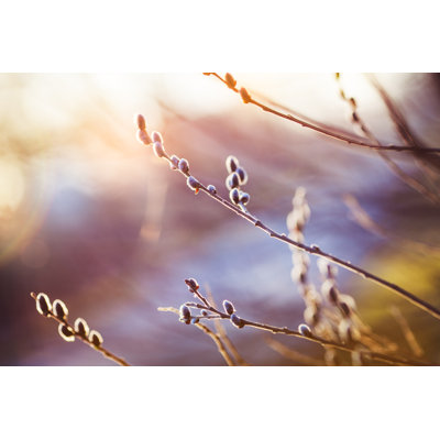 Close Up Of Branch With Catkins by Gpointstudio - Wrapped Canvas Print