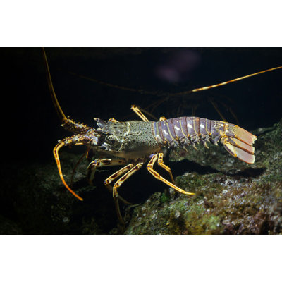 " Common Spiny Lobster "