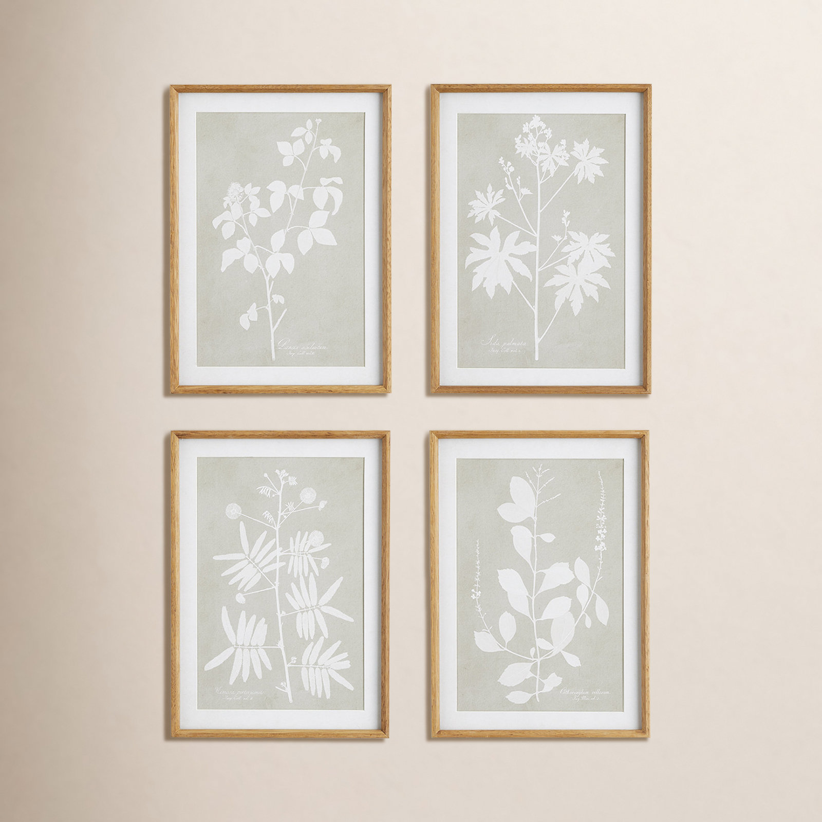 Foliage Study 4-Piece Print Set