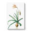 Amaryllis Broussonetii Flowers - Wrapped Canvas Painting-55368475