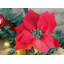 274cm Lighted Faux Pine Garland with Lights
