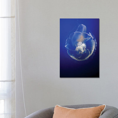 Moon Jelly In Aquarium, Distributed Worldwide by Hiroya Minakuchi - Wrapped Canvas Print