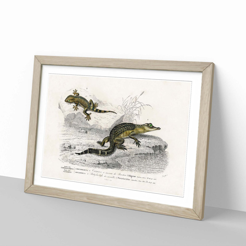Alligator And Lizard Illustration by Charles D'Orbigny - Single Picture Frame Painting, 45cm H x 63cm W x 2cm D, Oak Framed
