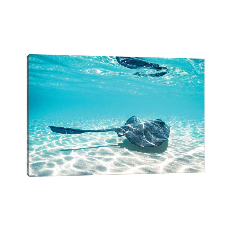 Underwater Ray Reef Snorkelling by James Vodicka - Wrapped Canvas Gallery-Wrapped Canvas Giclée
