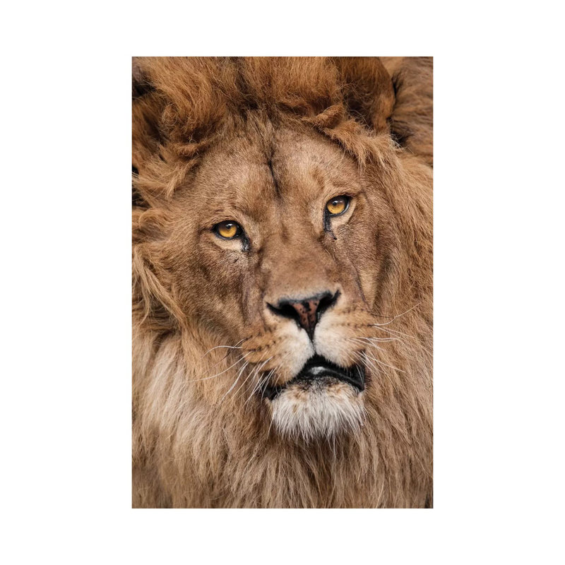 Lion II 1 Piece Wrapped Canvas Wall Art, 20.32 cm H x 30.48 cm W