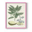 Impression encadrée Buchoz Tropicals IV - bois massif-1350313281-1350313308