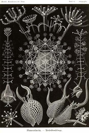 Radiolaires de phaeodaria-impression d’art graphique, H 66 po x l 44 po x P 1,5 po