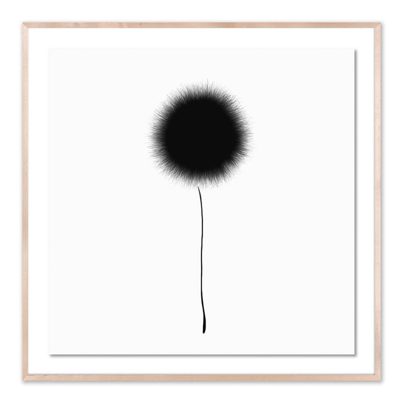 Black Dandelion Framed Print, 48" H x 48" W x 2.5" D, Natural