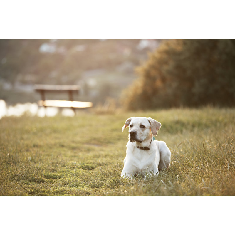 Morning In Park - Wrapped Canvas Print, 30cm H x 46cm W x 3.8cm D