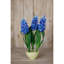 Hyacinth Stem-111171201