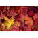 Autumn Maple Leaves - Wrapped Canvas Print