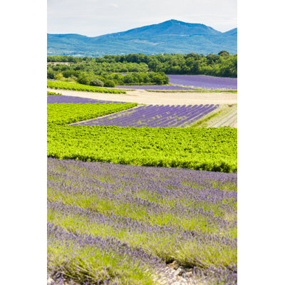 Lavender Fields With Vineyards - Wrapped Canvas Print