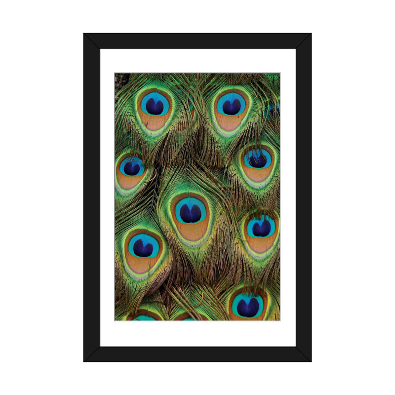 «Indian Peafowl, mâle, plumes de la queue, Native to Asia», impression sur toile, H 32 po x l 24 po x P 1 po, Blanc